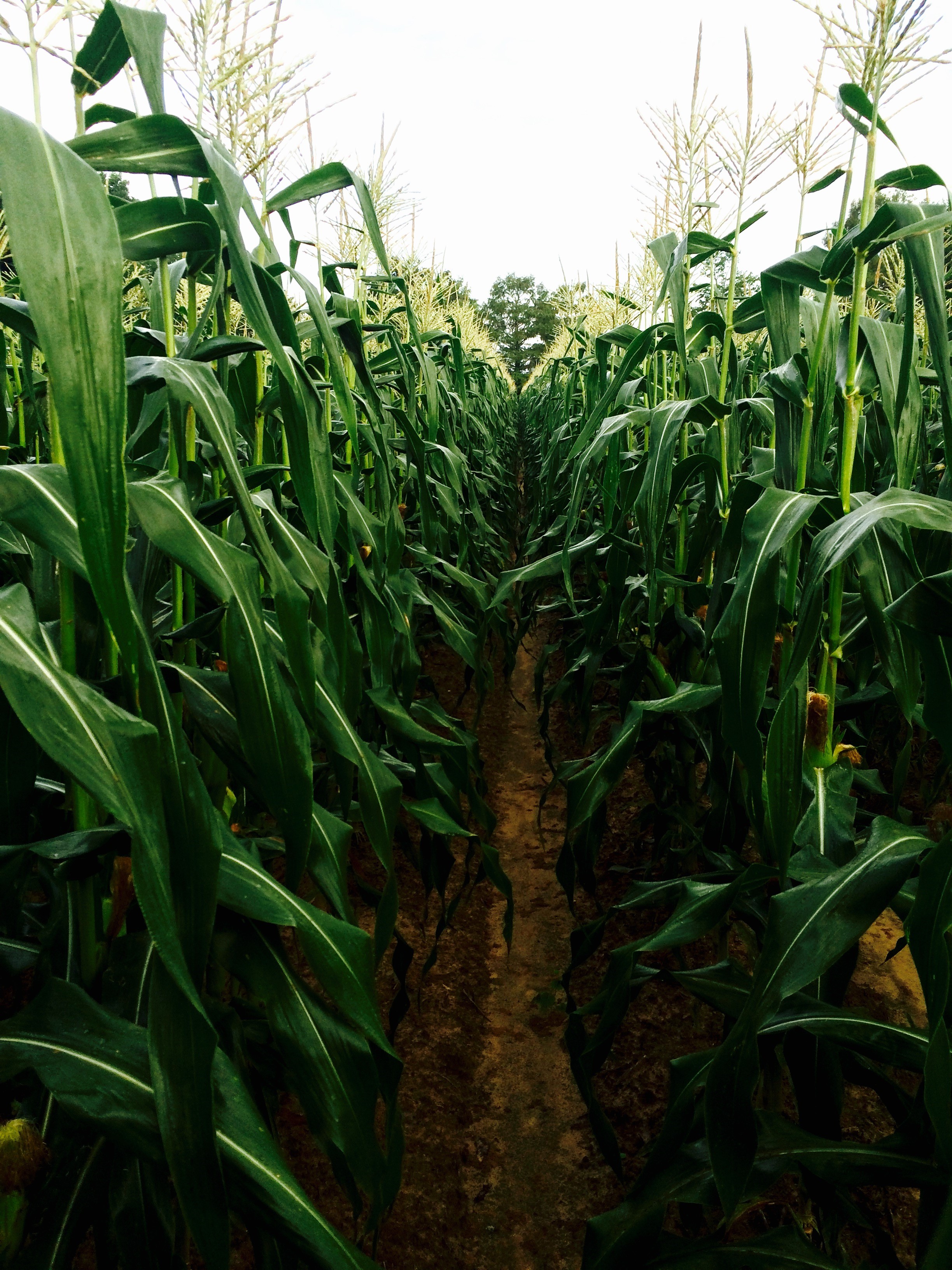 Private Pesticide Applicator Certification: Exam and Training Options